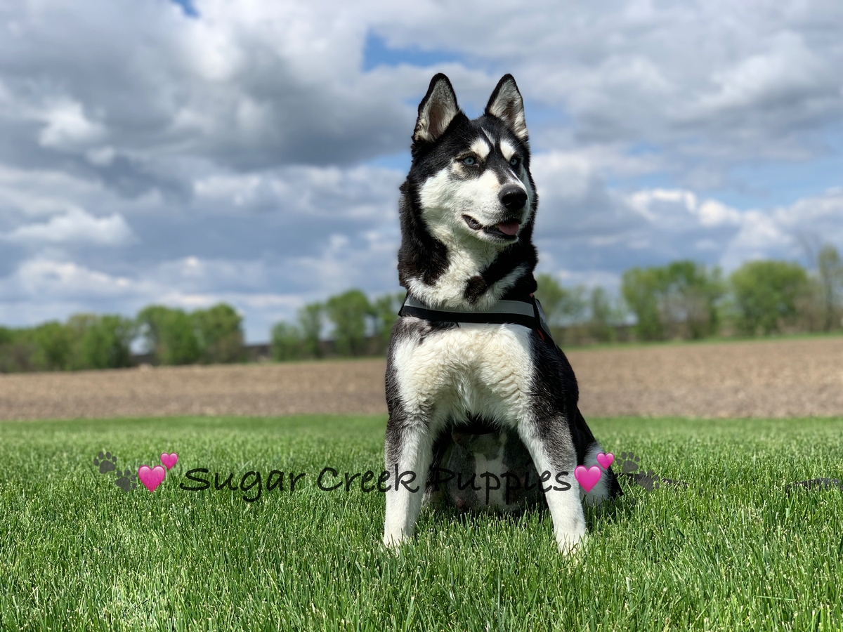 Skyler